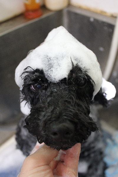 千葉県松戸市のトイプードルのシャンプー画像