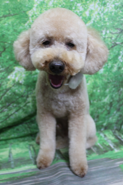 千葉県船橋市のトイプードルのトリミング画像