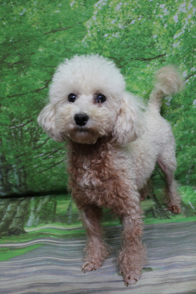 トイプードルブリーダーの成犬、トリミング前画像