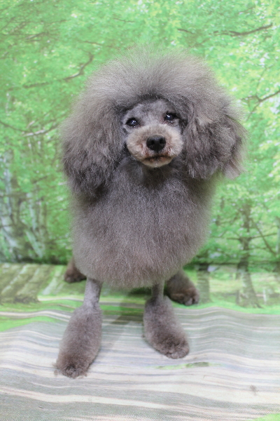 トイプードルブリーダーの成犬、トリミング画像
