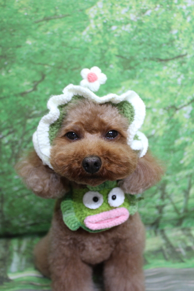 千葉県市川市のトイプードルのトリミング画像