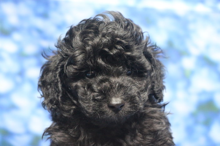 トイプードル子犬ブラック(黒)男の子オス、生後6週間。千葉県鎌ヶ谷市船橋市市川市松戸市柏市白井市印西市ブリーダー画像