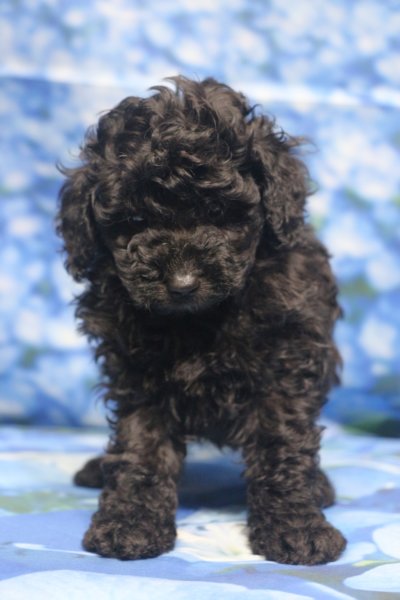 トイプードル子犬ブラック(黒)男の子オス、生後6週間。千葉県鎌ヶ谷市船橋市市川市松戸市柏市白井市印西市ブリーダー画像