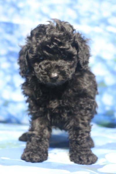 トイプードル子犬ブラック(黒)男の子オス、生後6週間。千葉県鎌ヶ谷市船橋市市川市松戸市柏市白井市印西市ブリーダー画像