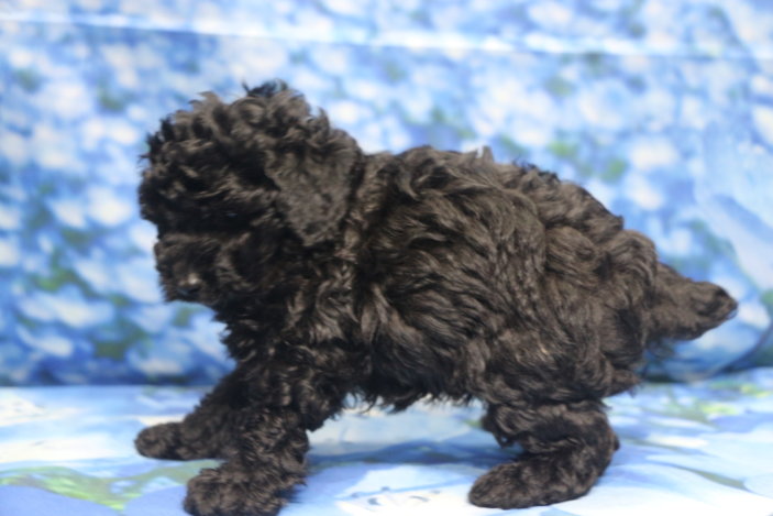 トイプードル子犬ブラック(黒)男の子オス、生後6週間。千葉県鎌ヶ谷市船橋市市川市松戸市柏市白井市印西市ブリーダー画像