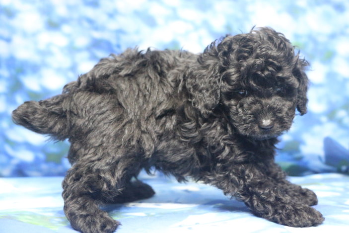 トイプードル子犬ブラック(黒)男の子オス、生後6週間。千葉県鎌ヶ谷市船橋市市川市松戸市柏市白井市印西市ブリーダー画像