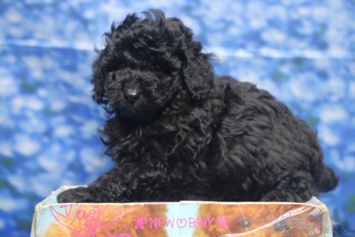 トイプードル子犬ブラック(黒)男の子オス、生後6週間。千葉県鎌ヶ谷市船橋市市川市松戸市柏市白井市印西市ブリーダー画像