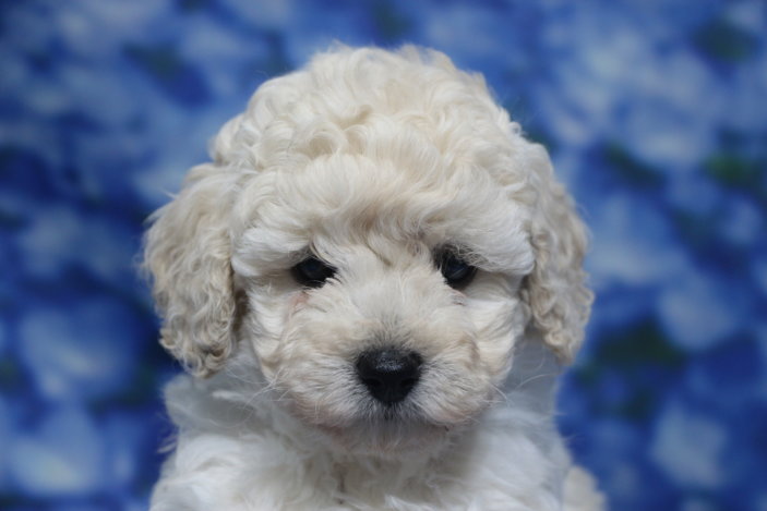 トイプードル子犬ホワイト(白)女の子メス、生後6週間。千葉県鎌ヶ谷市船橋市市川市松戸市柏市白井市印西市ブリーダー画像