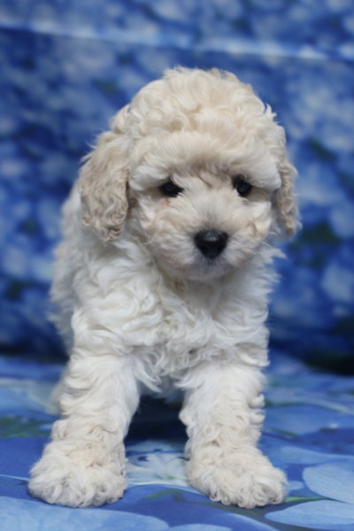 トイプードル子犬ホワイト(白)女の子メス、生後6週間。千葉県鎌ヶ谷市船橋市市川市松戸市柏市白井市印西市ブリーダー画像