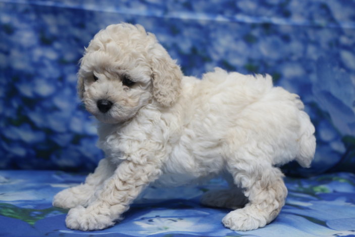 トイプードル子犬ホワイト(白)女の子メス、生後6週間。千葉県鎌ヶ谷市船橋市市川市松戸市柏市白井市印西市ブリーダー画像