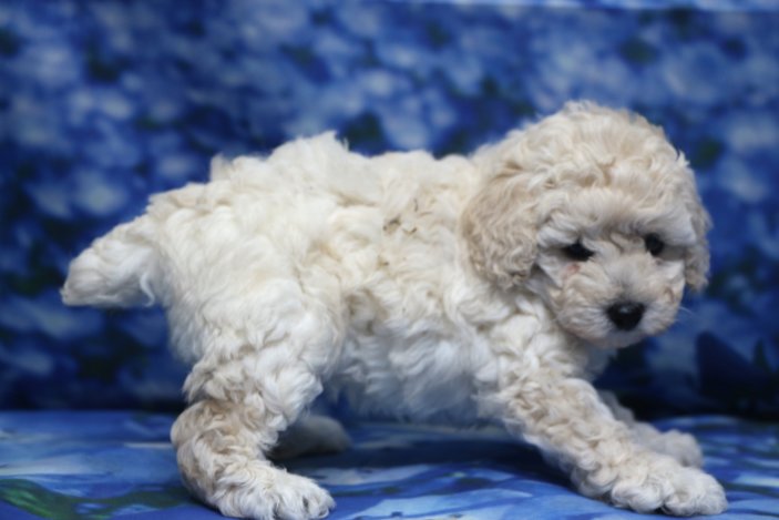 トイプードル子犬ホワイト(白)女の子メス、生後6週間。千葉県鎌ヶ谷市船橋市市川市松戸市柏市白井市印西市ブリーダー画像