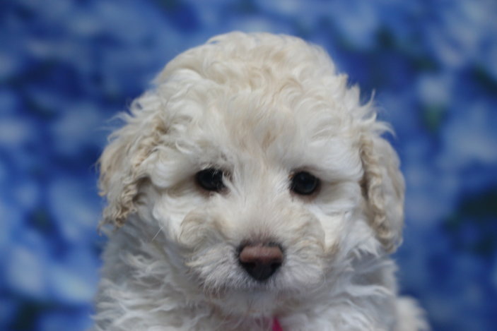 トイプードル子犬ホワイト(白)女の子メス、生後6週間。千葉県鎌ヶ谷市船橋市市川市松戸市柏市白井市印西市ブリーダー画像