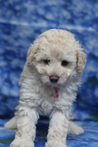 トイプードル子犬ホワイト(白)女の子メス、生後6週間。千葉県鎌ヶ谷市船橋市市川市松戸市柏市白井市印西市ブリーダー画像