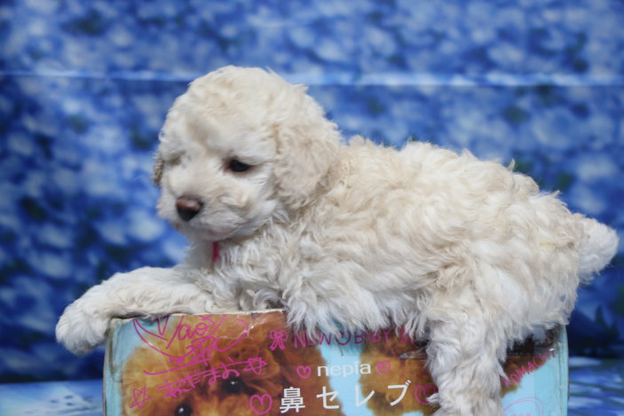 トイプードル子犬ホワイト(白)女の子メス、生後6週間。千葉県鎌ヶ谷市船橋市市川市松戸市柏市白井市印西市ブリーダー画像