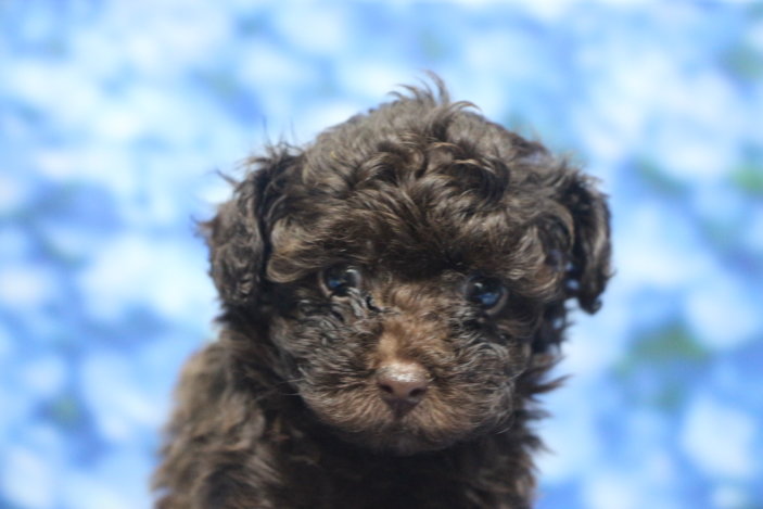 ティーカッププードル子犬ブラウン女の子メス、生後6週間。千葉県鎌ヶ谷市船橋市市川市松戸市柏市白井市印西市ブリーダー画像