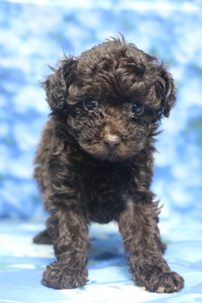 千葉県鎌ヶ谷市船橋市市川市松戸市柏市白井市印西市ブリーダー画像