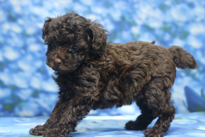 千葉県鎌ヶ谷市船橋市市川市松戸市柏市白井市印西市ブリーダー画像