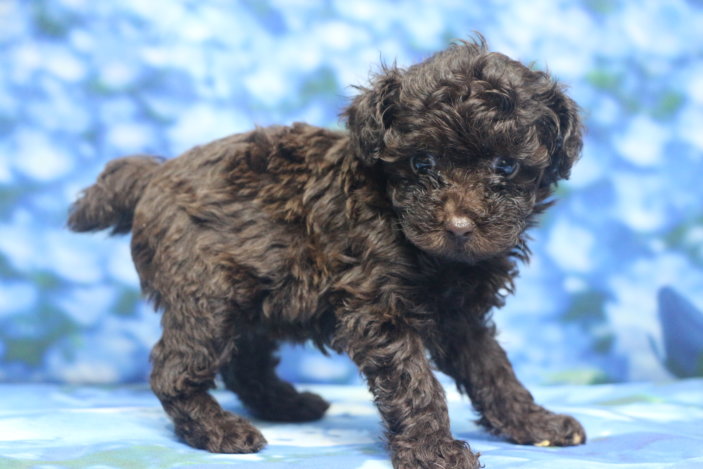 千葉県鎌ヶ谷市船橋市市川市松戸市柏市白井市印西市ブリーダー画像