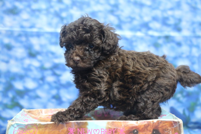 千葉県鎌ヶ谷市船橋市市川市松戸市柏市白井市印西市ブリーダー画像