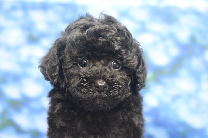 ティーカッププードル子犬ブラック(黒色)女の子メス、生後7週間。千葉県鎌ヶ谷市船橋市市川市松戸市柏市白井市印西市ブリーダー画像