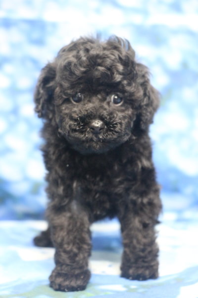 ティーカッププードル子犬ブラック(黒色)女の子メス、生後7週間。千葉県鎌ヶ谷市船橋市市川市松戸市柏市白井市印西市ブリーダー画像