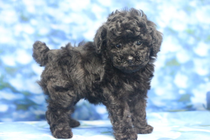 ティーカッププードル子犬ブラック(黒色)女の子メス、生後7週間。千葉県鎌ヶ谷市船橋市市川市松戸市柏市白井市印西市ブリーダー画像