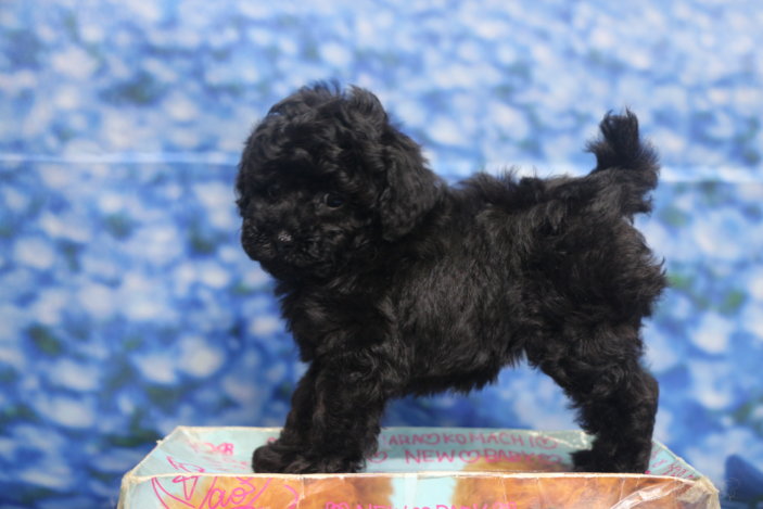 ティーカッププードル子犬ブラック(黒色)女の子メス、生後7週間。千葉県鎌ヶ谷市船橋市市川市松戸市柏市白井市印西市ブリーダー画像