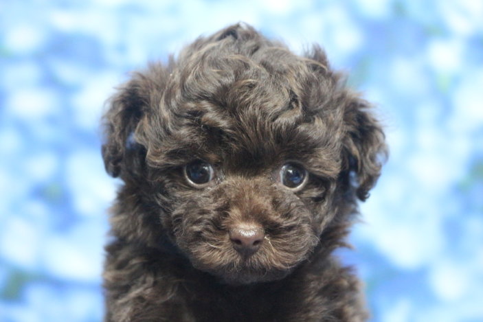 ティーカッププードル子犬ブラウン女の子メス、生後7週間。千葉県鎌ヶ谷市船橋市市川市松戸市柏市白井市印西市ブリーダー画像