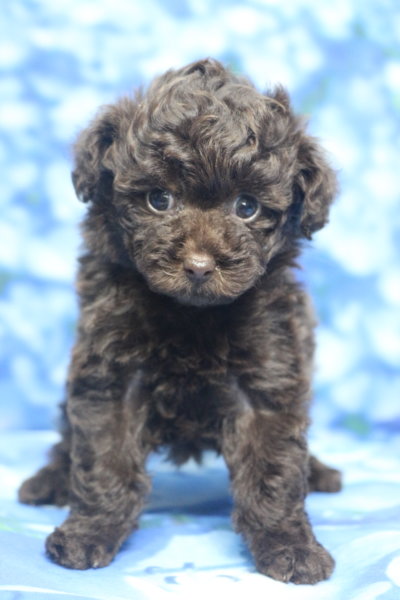 ティーカッププードル子犬ブラウン女の子メス、生後6週間。千葉県鎌ヶ谷市船橋市市川市松戸市柏市白井市印西市ブリーダー画像