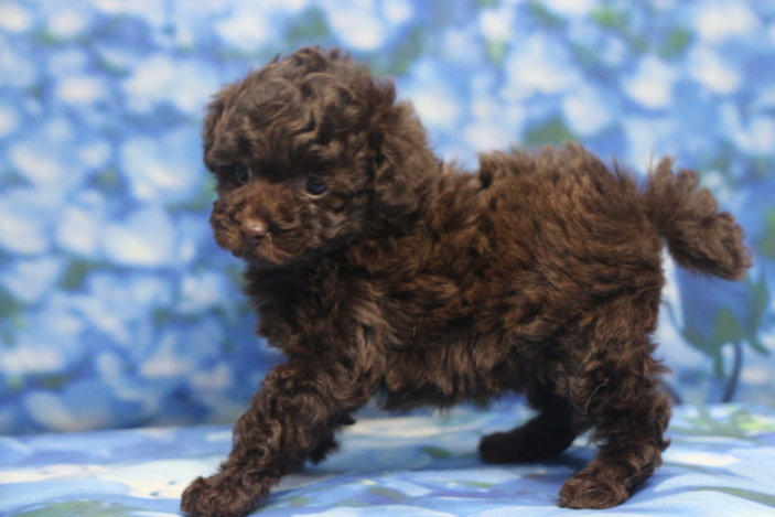 ティーカッププードル子犬ブラウン女の子メス、生後6週間。千葉県鎌ヶ谷市船橋市市川市松戸市柏市白井市印西市ブリーダー画像