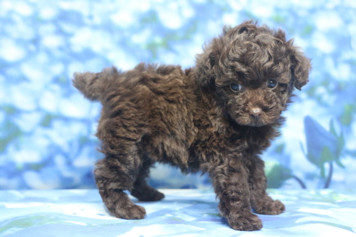 ティーカッププードル子犬ブラウン女の子メス、生後6週間。千葉県鎌ヶ谷市船橋市市川市松戸市柏市白井市印西市ブリーダー画像