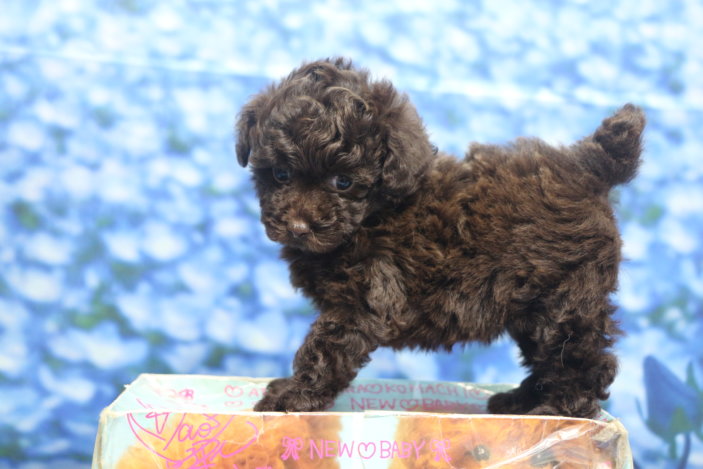 ティーカッププードル子犬ブラウン女の子メス、生後6週間。千葉県鎌ヶ谷市船橋市市川市松戸市柏市白井市印西市ブリーダー画像