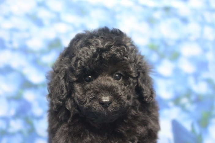 トイプードル子犬ブラック(黒)男の子オス、生後7週間。千葉県鎌ヶ谷市船橋市市川市松戸市柏市白井市印西市ブリーダー画像