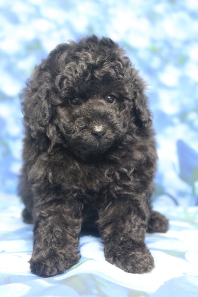 トイプードル子犬ブラック(黒)男の子オス、生後7週間。千葉県鎌ヶ谷市船橋市市川市松戸市柏市白井市印西市ブリーダー画像