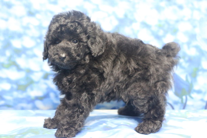 トイプードル子犬ブラック(黒)男の子オス、生後7週間。千葉県鎌ヶ谷市船橋市市川市松戸市柏市白井市印西市ブリーダー画像