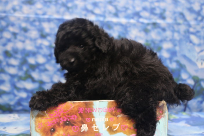 トイプードル子犬ブラック(黒)男の子オス、生後7週間。千葉県鎌ヶ谷市船橋市市川市松戸市柏市白井市印西市ブリーダー画像