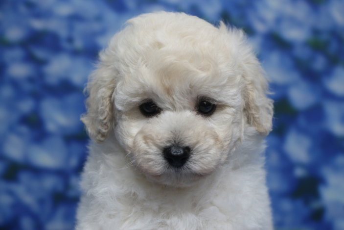 トイプードル子犬ホワイト(白)女の子メス、生後7週間。千葉県鎌ヶ谷市船橋市市川市松戸市柏市白井市印西市ブリーダー画像