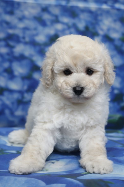 トイプードル子犬ホワイト(白)女の子メス、生後7週間。千葉県鎌ヶ谷市船橋市市川市松戸市柏市白井市印西市ブリーダー画像