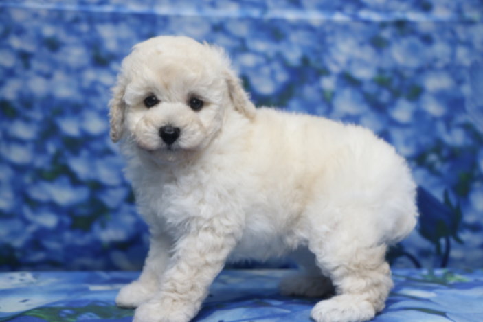 トイプードル子犬ホワイト(白)女の子メス、生後7週間。千葉県鎌ヶ谷市船橋市市川市松戸市柏市白井市印西市ブリーダー画像