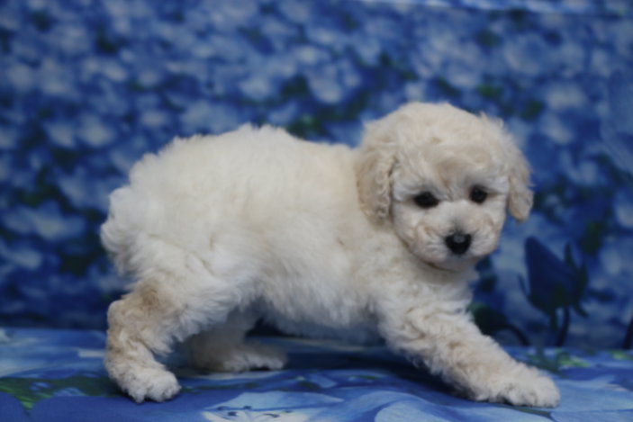 トイプードル子犬ホワイト(白)女の子メス、生後7週間。千葉県鎌ヶ谷市船橋市市川市松戸市柏市白井市印西市ブリーダー画像