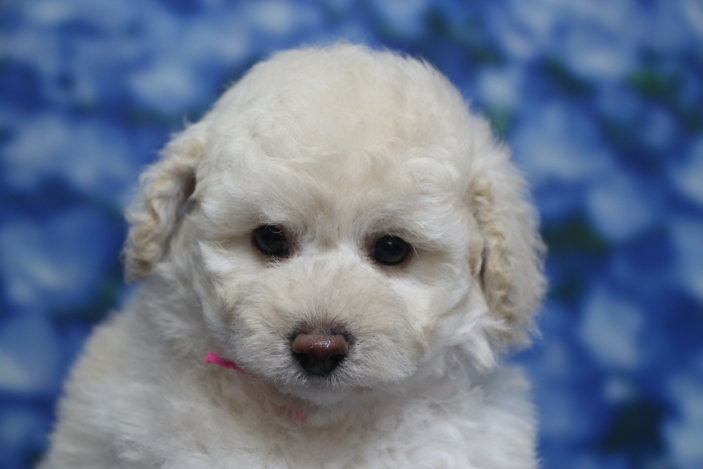 トイプードル子犬ホワイト(白)女の子メス、生後7週間。千葉県鎌ヶ谷市船橋市市川市松戸市柏市白井市印西市ブリーダー画像