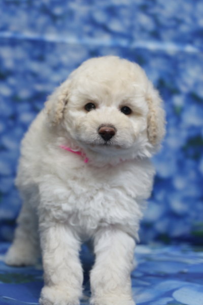 トイプードル子犬ホワイト(白)女の子メス、生後7週間。千葉県鎌ヶ谷市船橋市市川市松戸市柏市白井市印西市ブリーダー画像