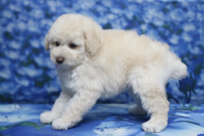 トイプードル子犬ホワイト(白)女の子メス、生後7週間。千葉県鎌ヶ谷市船橋市市川市松戸市柏市白井市印西市ブリーダー画像