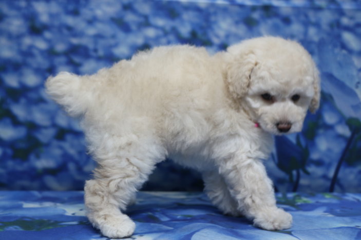 トイプードル子犬ホワイト(白)女の子メス、生後7週間。千葉県鎌ヶ谷市船橋市市川市松戸市柏市白井市印西市ブリーダー画像