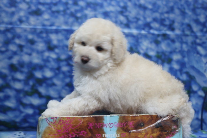 トイプードル子犬ホワイト(白)女の子メス、生後7週間。千葉県鎌ヶ谷市船橋市市川市松戸市柏市白井市印西市ブリーダー画像