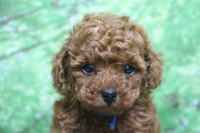 トイプードル子犬レッド男の子オス、生後6週間。千葉県鎌ヶ谷市船橋市市川市松戸市柏市白井市印西市ブリーダー画像