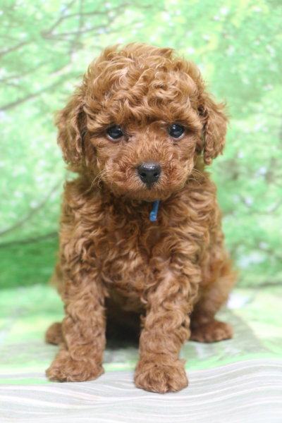 トイプードル子犬レッド男の子オス、生後6週間。千葉県鎌ヶ谷市船橋市市川市松戸市柏市白井市印西市ブリーダー画像