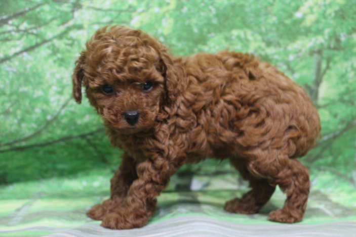 トイプードル子犬レッド男の子オス、生後6週間。千葉県鎌ヶ谷市船橋市市川市松戸市柏市白井市印西市ブリーダー画像