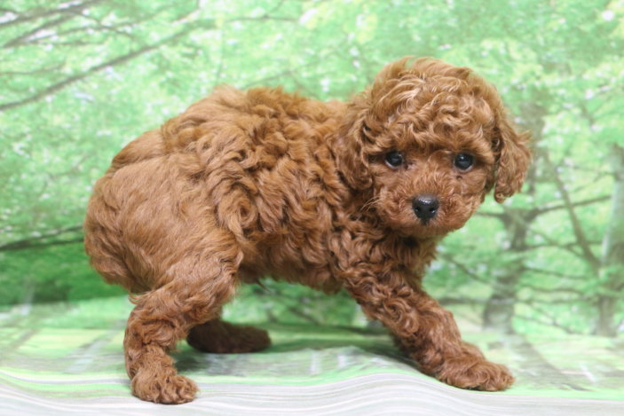 トイプードル子犬レッド男の子オス、生後6週間。千葉県鎌ヶ谷市船橋市市川市松戸市柏市白井市印西市ブリーダー画像