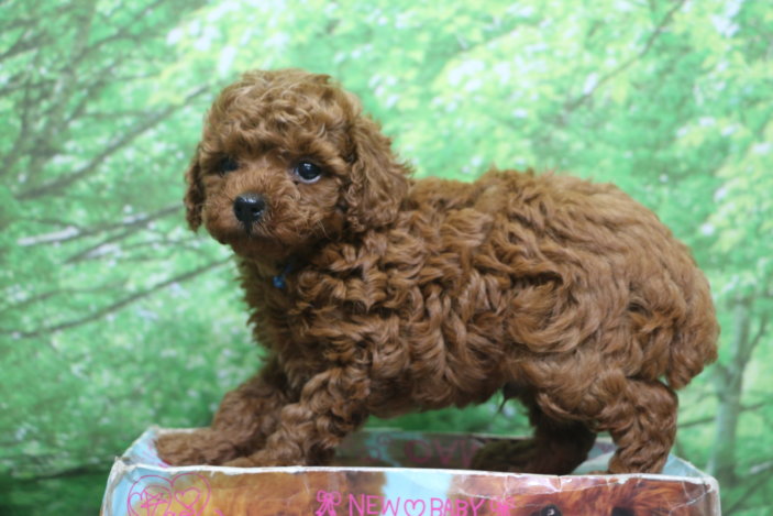 トイプードル子犬レッド男の子オス、生後6週間。千葉県鎌ヶ谷市船橋市市川市松戸市柏市白井市印西市ブリーダー画像